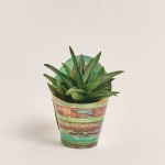 Зображення товару Алоє мікс, артикул: 46641