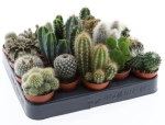 Зображення товару Кактус мікс, артикул: 53330