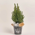 Зображення товару Ялина Магніфік в кер., артикул: 53957