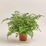 Зображення товару Аспленіум Парваті, артикул: 50876