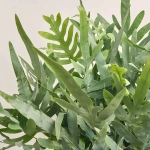 Зображення товару Папоротні мікс, артикул: 53276