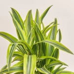 Зображення товару Драцена Лемон Лайм 2ст., артикул: 18140