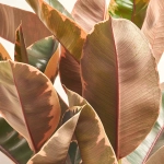 Зображення товару Фікус ел Белізе 3ст., артикул: 51792