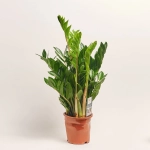 Зображення товару Заміокулькас 8ст., артикул: 21504