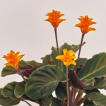 Зображення товару Калатея Кроката в кер., артикул: 55607