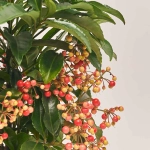 Зображення товару Ардізія та Кашпо Сет 117, артикул: 53723