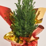 Зображення товару Кипарис Елвуді Декор, артикул: 54363