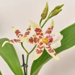 Зображення товару Орхідні мікс 2ст., артикул: 51793