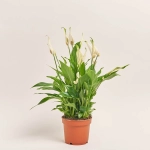 Зображення товару Спатифіллум Белліні, артикул: 25743