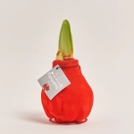 Зображення товару Амариліс "Вельвет Тач" Ред, артикул: 54370