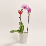 Зображення товару Фаленопсис каскад 1ст. мікс в кер., артикул: 55295