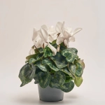 Зображення товару Цикламен Супер Мамос, артикул: 40286