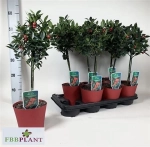 Зображення товару Ілекс Вертицилата, артикул: 22575