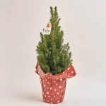 Зображення товару Ялина Перфекта Декор, артикул: 54119