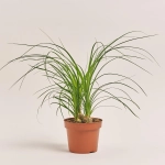 Зображення товару Ноліна Рекурвата, артикул: 54987