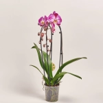 Зображення товару Фаленопсис каскад 2ст. мікс, артикул: 18513