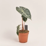 Зображення товару Алоказія Пінк Дракон, артикул: 54547