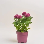 Зображення товару Хризантема Еббі мікс, артикул: 38549