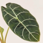 Зображення товару Алоказія Ватсоніана Вельвет, артикул: 52587