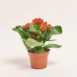 Зображення товару Каланхоє мікс, артикул: 25739