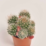 Зображення товару Кактус з квітами, артикул: 53320