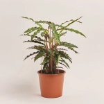 Зображення товару Калатея мікс, артикул: 54573