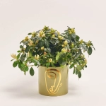 Зображення товару Азалія мікс в кер., артикул: 53757