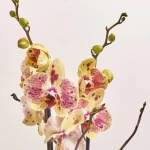 Зображення товару Фаленопсис 2ст. мікс, артикул: 18519