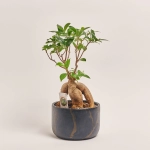 Зображення товару Фікус мікрокарпа Гінсенг в кер., артикул: 30603