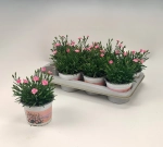 Зображення товару Діантус Піч Паті, артикул: 56684