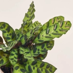 Зображення товару Калатея Ланцифолія, артикул: 52519