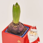 Зображення товару Гіацинт мікс в кер., артикул: 53599