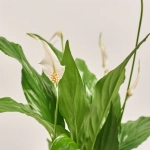 Зображення товару Спатифіллум Світ Чіко, артикул: 2285