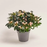 Зображення товару Азалія мікс, артикул: 34295