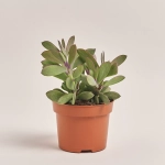 Зображення товару Сукулент мікс, артикул: 2084