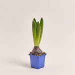 Зображення товару Гіацинт мікс, артикул: 23749