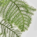 Зображення товару Араукарія Гетерофіла, артикул: 53751