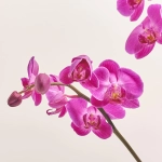 Зображення товару Фаленопсис 1ст. мікс, артикул: 49935