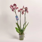 Зображення товару Фаленопсис 3ст. мікс, артикул: 23152