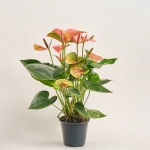 Зображення товару Антуріум Світ Дрім, артикул: 52501