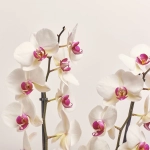 Зображення товару Фаленопсис 2ст. мікс, артикул: 18519