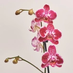 Зображення товару Фаленопсис 1ст. мікс, артикул: 18850