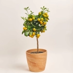 Зображення товару Цитрофортунелла мандарин та Кашпо Сет 509, артикул: 51835