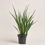 Зображення товару Сансевієрія Кіркі, артикул: 53511