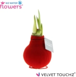 Зображення товару Амариліс "Вельвет Тач" Ред, артикул: 54370