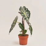 Зображення товару Алоказія Поллі, артикул: 21943