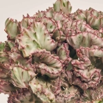 Зображення товару Еуфорбія Лактея Крістата в кер., артикул: 37586