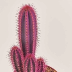 Зображення товару Кактус Рейнбов, артикул: 4578