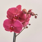 Зображення товару Фаленопсис 1ст. мікс, артикул: 21044