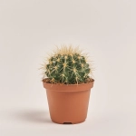 Зображення товару Ехінокактус Грузоні, артикул: 2190